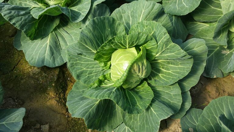 The Role of Zinc in Female Fertility